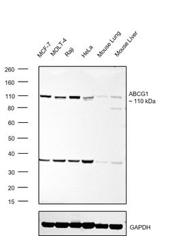Invitrogen ABCG1 Recombinant Rabbit Monoclonal Antibody (SU03-26) 100 &mu;L;