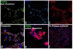 Invitrogen FOXO1 Recombinant Rabbit Monoclonal Antibody (SU33-01) 100 &mu;L;