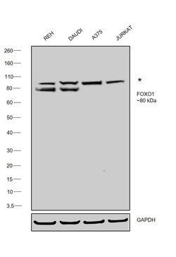 Invitrogen FOXO1 Recombinant Rabbit Monoclonal Antibody (SU33-01) 100 &mu;L;