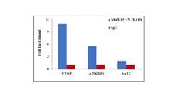 Invitrogen YAP1 Recombinant Rabbit Monoclonal Antibody (SU33-06) 100 &mu;L;