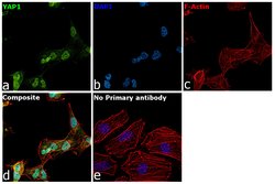 Invitrogen YAP1 Recombinant Rabbit Monoclonal Antibody (SU33-06) 100 &mu;L;