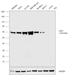 Invitrogen YAP1 Recombinant Rabbit Monoclonal Antibody (SU33-06) 100 &mu;L;