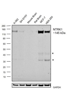 Invitrogen TrkA Recombinant Rabbit Monoclonal Antibody (SU0354) 100 &mu;L;
