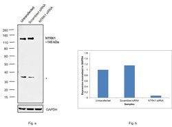 Invitrogen TrkA Recombinant Rabbit Monoclonal Antibody (SU0354) 100 &mu;L;