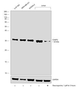 Invitrogen Active/Pro-Caspase 3 Recombinant Rabbit Monoclonal Antibody