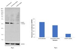Invitrogen Active/Pro-Caspase 3 Recombinant Rabbit Monoclonal Antibody