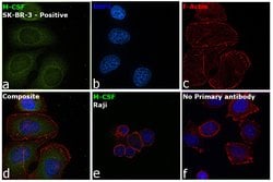 Invitrogen M-CSF Recombinant Rabbit Monoclonal Antibody (SU0413) 100 &mu;L;