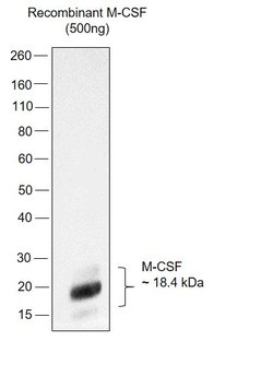 Invitrogen M-CSF Recombinant Rabbit Monoclonal Antibody (SU0413) 100 &mu;L;