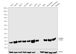 Invitrogen TOMM20 Recombinant Rabbit Monoclonal Antibody (ST04-72) 100