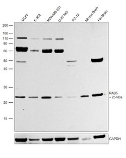 Invitrogen RAB5 Recombinant Rabbit Monoclonal Antibody (ST47-04) 100 &mu;L;
