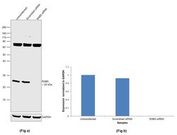 Invitrogen RAB5 Recombinant Rabbit Monoclonal Antibody (ST47-04) 100 &mu;L;