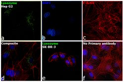 Invitrogen Lysozyme Recombinant Rabbit Monoclonal Antibody (ST50-02) 100