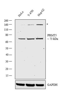 Invitrogen PRMT5 Recombinant Rabbit Monoclonal Antibody (ST51-06) 100 &mu;L | Buy Online | Invitrogen&trade; | Fisher Scientific