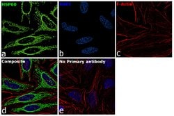 Invitrogen HSP60 Recombinant Rabbit Monoclonal Antibody (ST48-04) 100 &mu;L | Buy Online | Invitrogen&trade; | Fisher Scientific