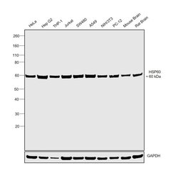 Invitrogen HSP60 Recombinant Rabbit Monoclonal Antibody (ST48-04) 100 &mu;L | Buy Online | Invitrogen&trade; | Fisher Scientific