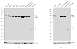 Invitrogen GRK2 Recombinant Rabbit Monoclonal Antibody (ST05-60) 100 &mu;L;