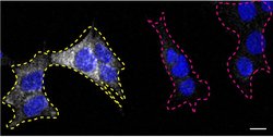 Invitrogen TSC2 Recombinant Rabbit Monoclonal Antibody (SC05-59) 100 &mu;L;