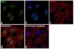 Invitrogen&trade;&nbsp;JNK2 Recombinant Rabbit Monoclonal Antibody (SC05-85)