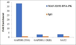 Invitrogen DNA-PK Recombinant Rabbit Monoclonal Antibody (SC57-08) 100
