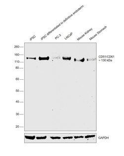 Invitrogen CD51 Recombinant Rabbit Monoclonal Antibody (SC56-07) 100 &mu;L | Buy Online | Invitrogen&trade; | Fisher Scientific