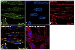 Invitrogen&trade;&nbsp;CD51 Recombinant Rabbit Monoclonal Antibody (SC56-07)