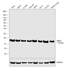 Invitrogen UBC9 Recombinant Rabbit Monoclonal Antibody (SC0534) 100 &mu;L;