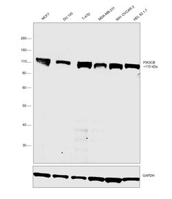 Invitrogen PIK3CB Recombinant Rabbit Monoclonal Antibody (SC0580) 100 &mu;L;