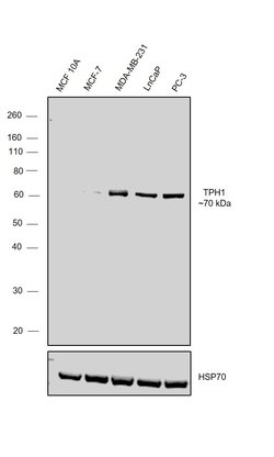 Invitrogen TPH1 Recombinant Rabbit Monoclonal Antibody (SC53-07) 100 &mu;L;