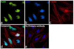 Invitrogen&trade;&nbsp;Ku80 Recombinant Rabbit Monoclonal Antibody (SC06-14)