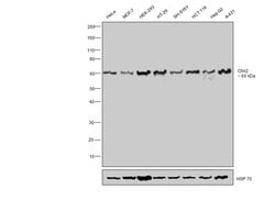 Invitrogen CHK2 Recombinant Rabbit Monoclonal Antibody (SC604) 100 &mu;L;