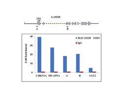 Invitrogen TOP1 Recombinant Rabbit Monoclonal Antibody (SC69-03) 100 &mu;L;