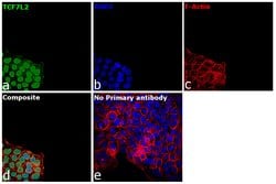 Invitrogen TCF7L2 Recombinant Rabbit Monoclonal Antibody (SC06-90) 100
