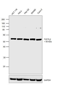 Invitrogen TCF7L2 Recombinant Rabbit Monoclonal Antibody (SC06-90) 100