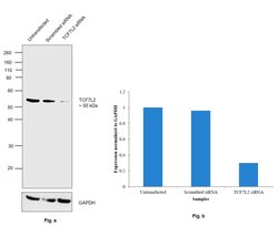 Invitrogen TCF7L2 Recombinant Rabbit Monoclonal Antibody (SC06-90) 100