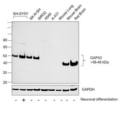 Invitrogen GAP43 Recombinant Rabbit Monoclonal Antibody (SC60-06) 100 &mu;L;
