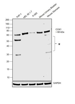 Invitrogen COX1 Recombinant Rabbit Monoclonal Antibody (SC68-05) 100 &mu;L;