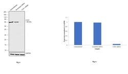 Invitrogen COX1 Recombinant Rabbit Monoclonal Antibody (SC68-05) 100 &mu;L;