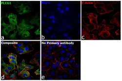 Invitrogen PLCG1 Recombinant Rabbit Monoclonal Antibody (SN06-10) 100 &mu;L | Buy Online | Invitrogen&trade; | Fisher Scientific