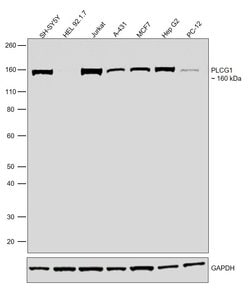 Invitrogen PLCG1 Recombinant Rabbit Monoclonal Antibody (SN06-10) 100 &mu;L | Buy Online | Invitrogen&trade; | Fisher Scientific
