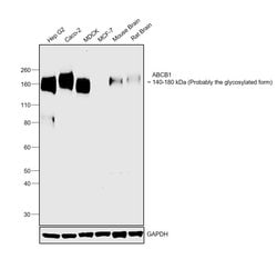Invitrogen P-Glycoprotein Recombinant Rabbit Monoclonal Antibody (SN06-42)