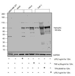 Invitrogen TNFAIP3 Recombinant Rabbit Monoclonal Antibody (SN07-31) 100