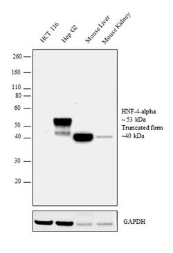 Invitrogen HNF4A Recombinant Rabbit Monoclonal Antibody (SN72-03) 100 &mu;L;