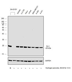 Invitrogen DJ-1 Recombinant Rabbit Monoclonal Antibody (SN07-21) 100 &mu;L;