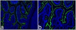 Invitrogen ACE2 Recombinant Rabbit Monoclonal Antibody (SN0754) 100 &mu;L | Buy Online | Invitrogen&trade; | Fisher Scientific