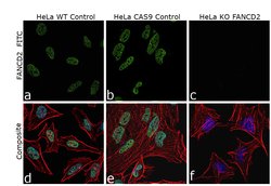 Invitrogen FANCD2 Recombinant Rabbit Monoclonal Antibody (SN73-08) 100