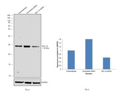 Invitrogen Bcl-10 Recombinant Rabbit Monoclonal Antibody (SN74-04) 100 &mu;L | Buy Online | Invitrogen&trade; | Fisher Scientific