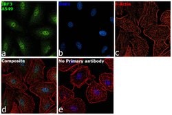 Invitrogen IRF3 Recombinant Rabbit Monoclonal Antibody (SD2062) 100 &mu;L;