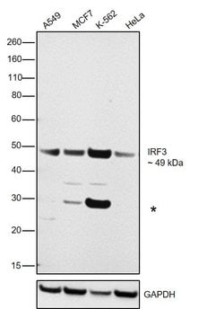 Invitrogen IRF3 Recombinant Rabbit Monoclonal Antibody (SD2062) 100 &mu;L;