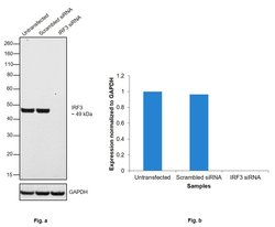 Invitrogen IRF3 Recombinant Rabbit Monoclonal Antibody (SD2062) 100 &mu;L;
