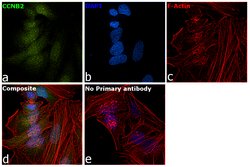 Invitrogen Cyclin B2 Recombinant Rabbit Monoclonal Antibody (SD2045) 100 &mu;L | Buy Online | Invitrogen&trade; | Fisher Scientific